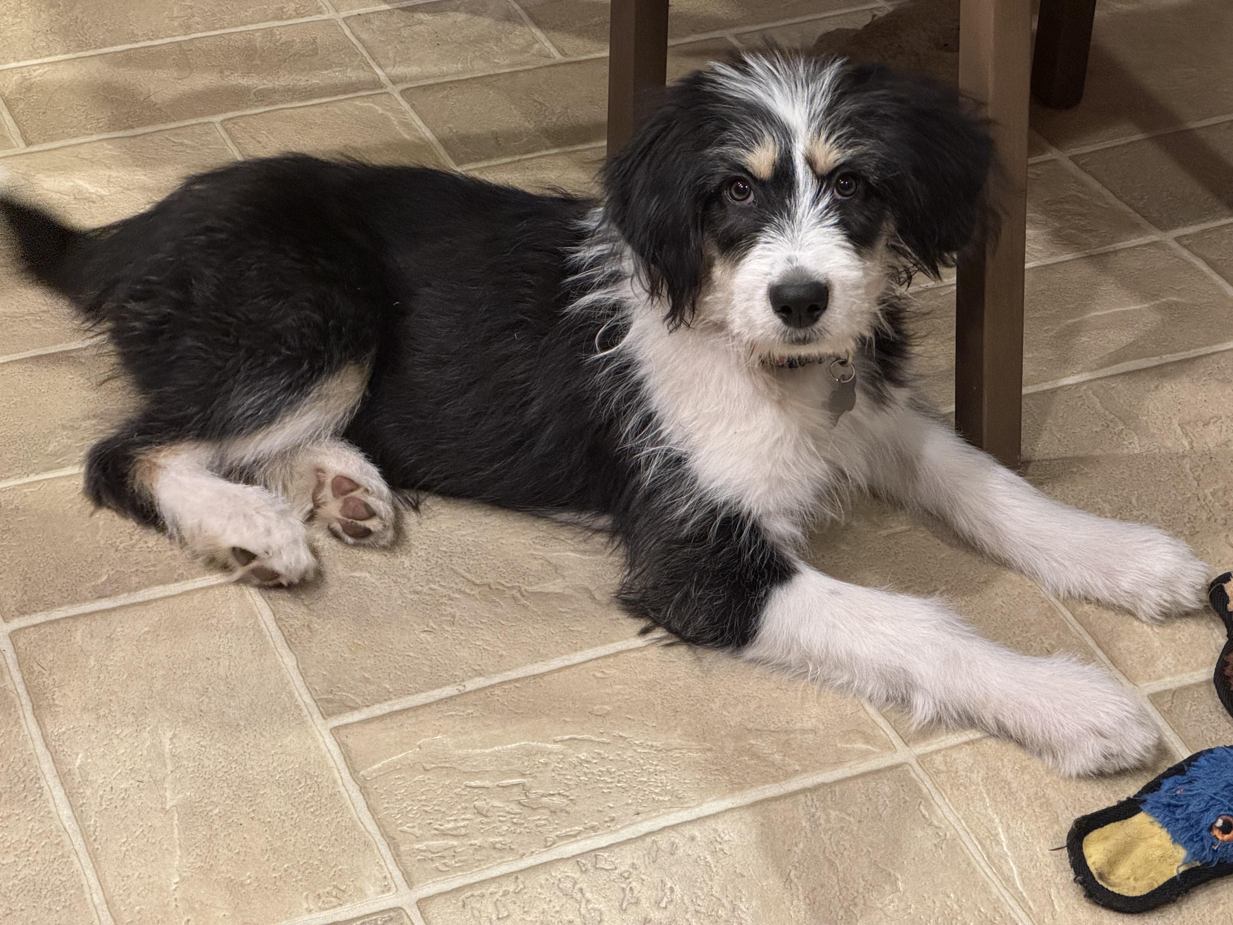 Macie-Adoption Pending, a Adoptable mixed breed in Randolph, NJ image 4/6