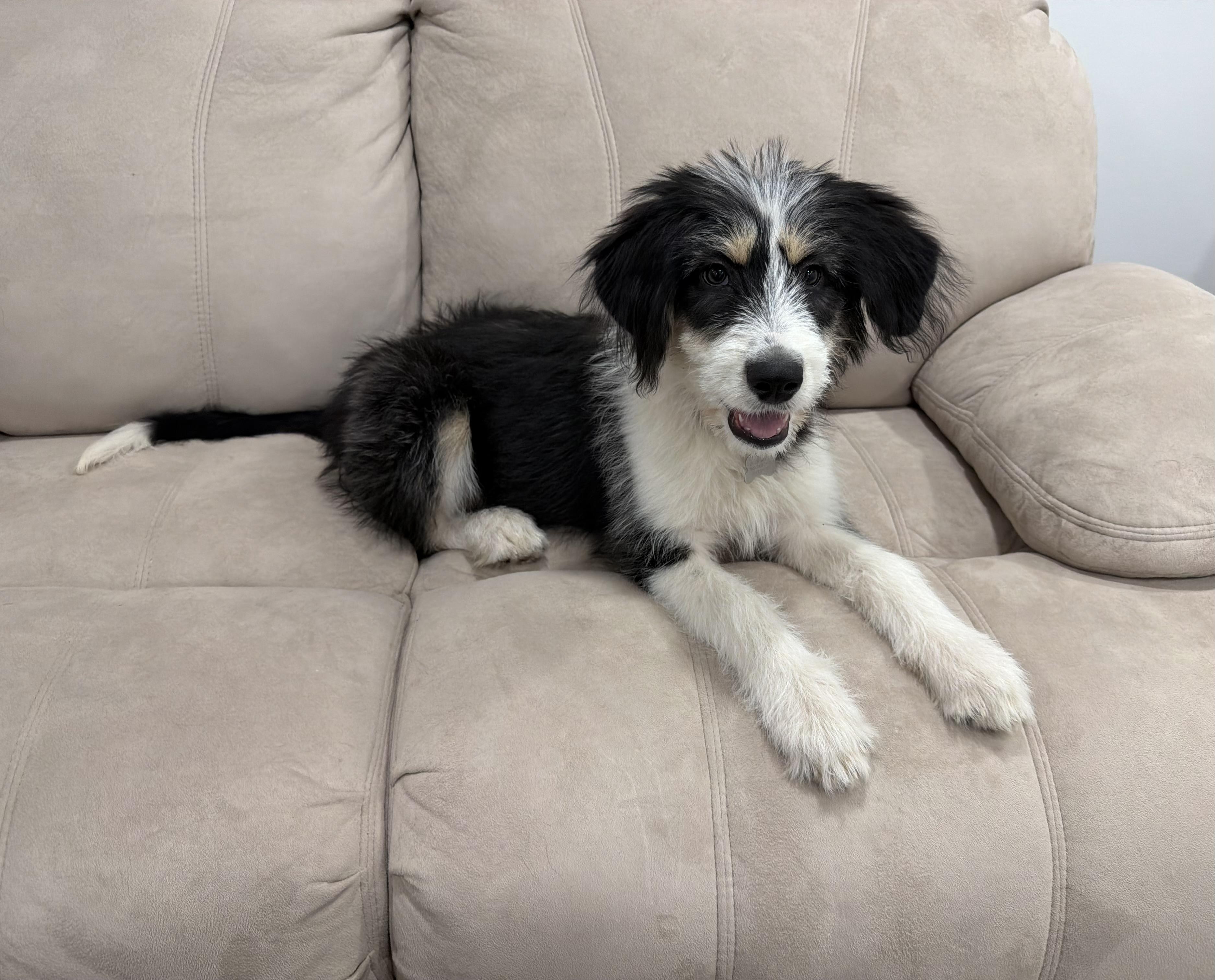 Macie-Adoption Pending, a Adoptable mixed breed in Randolph, NJ image 5/6