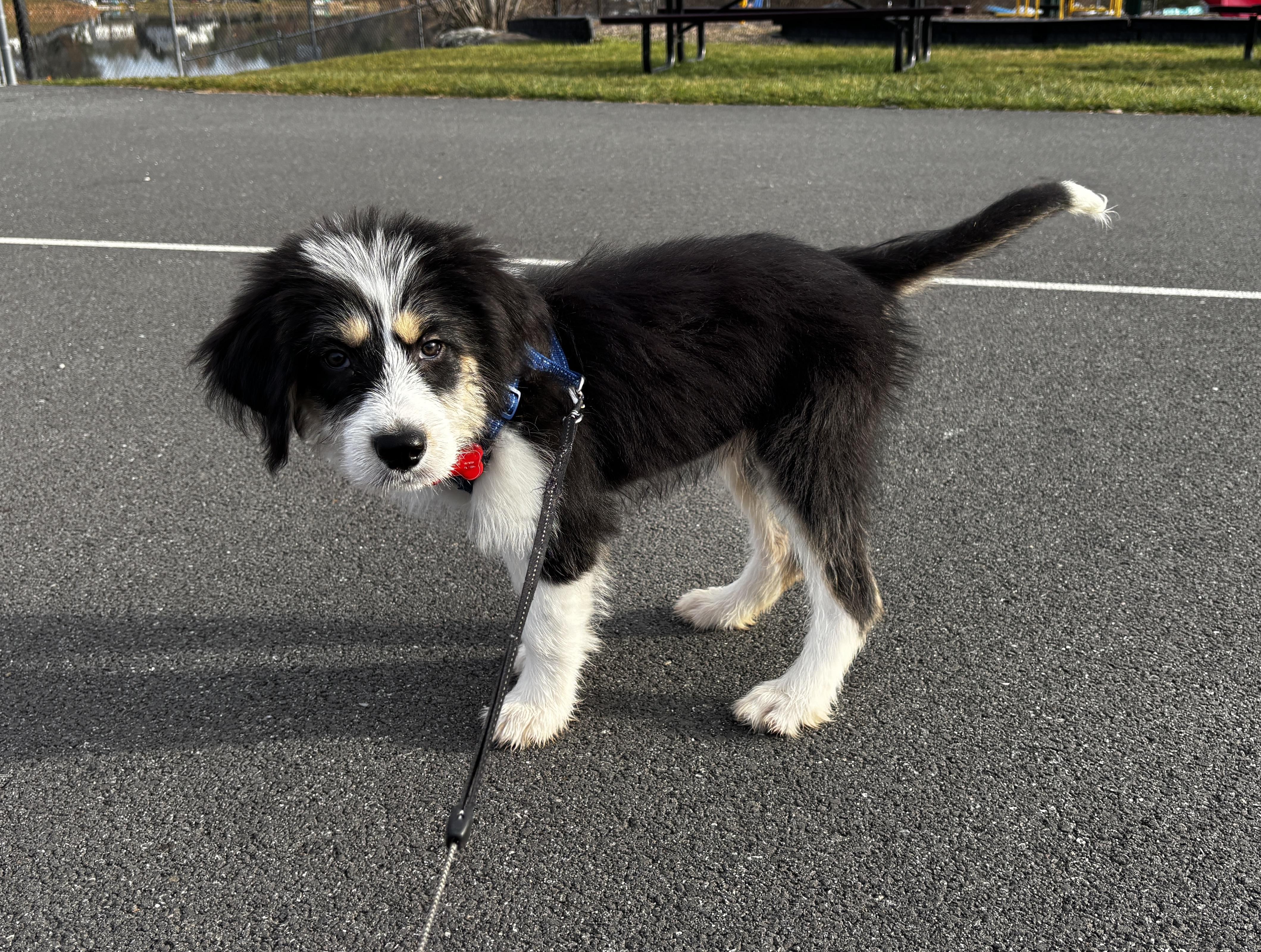 Enlarge Macie, a Adoptable mixed breed in Randolph, NJ image 5/5