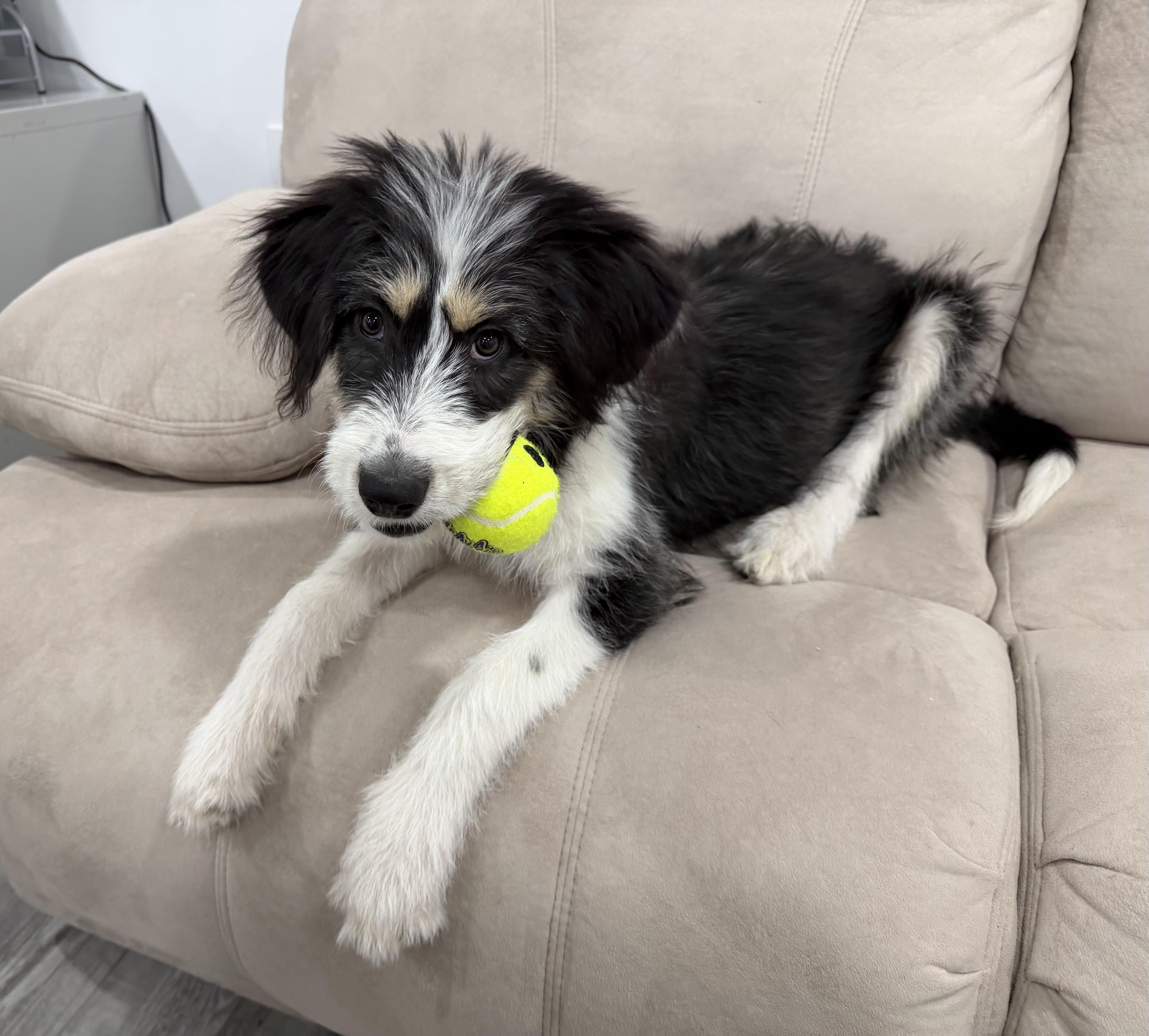 Macie-Adoption Pending, a Adoptable mixed breed in Randolph, NJ image 6/6