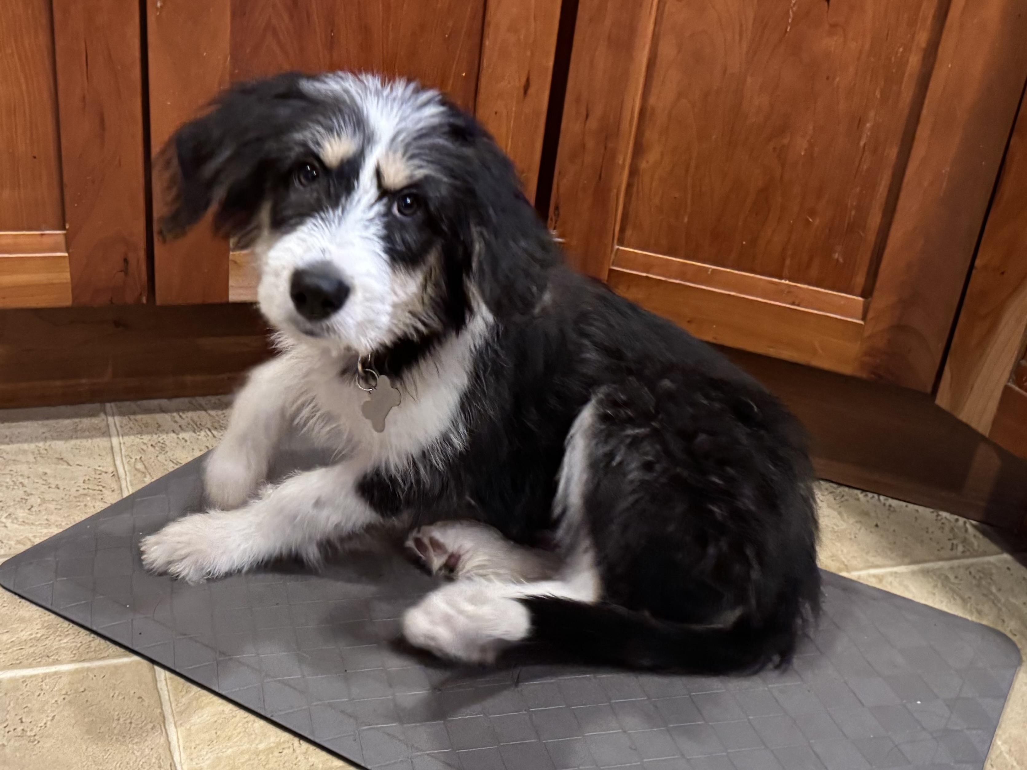 Enlarge Macie, a Adoptable mixed breed in Randolph, NJ image 3/5