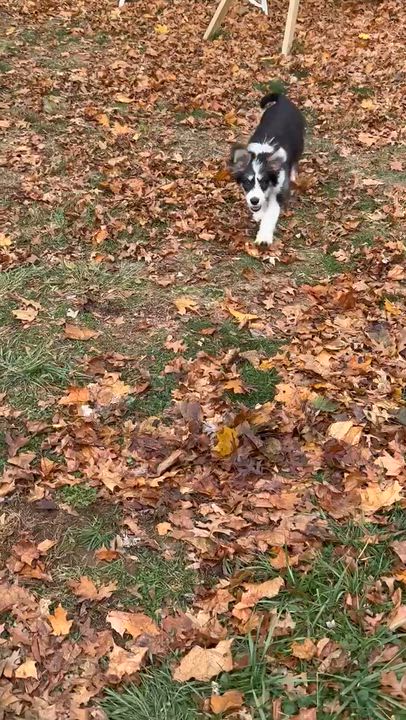 Enlarge Macie, a Adoptable mixed breed in Randolph, NJ video 4/5