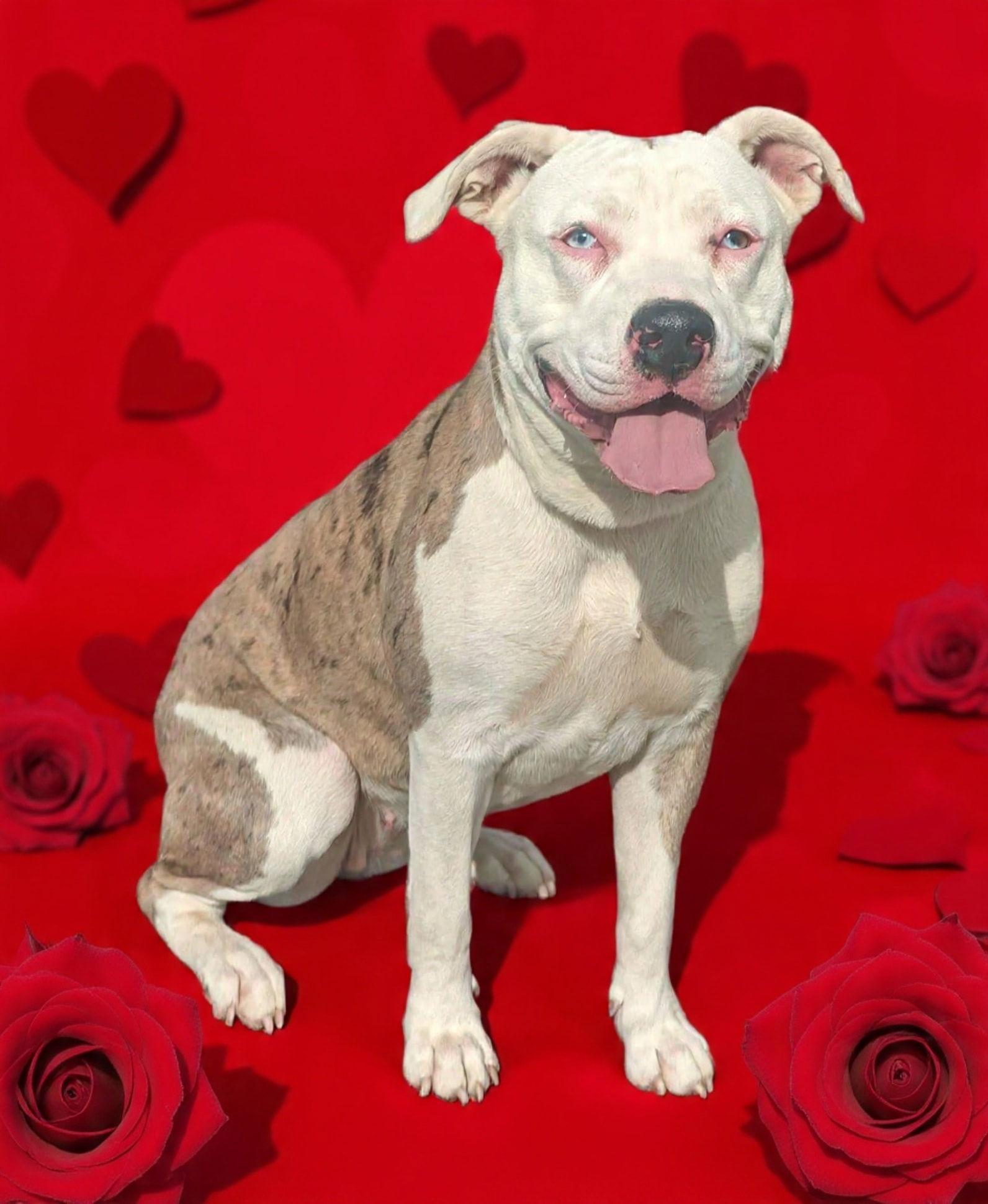 Cookie 26/060, Adoptable, Adult Female Pit Bull Terrier & Catahoula Leopard Dog.