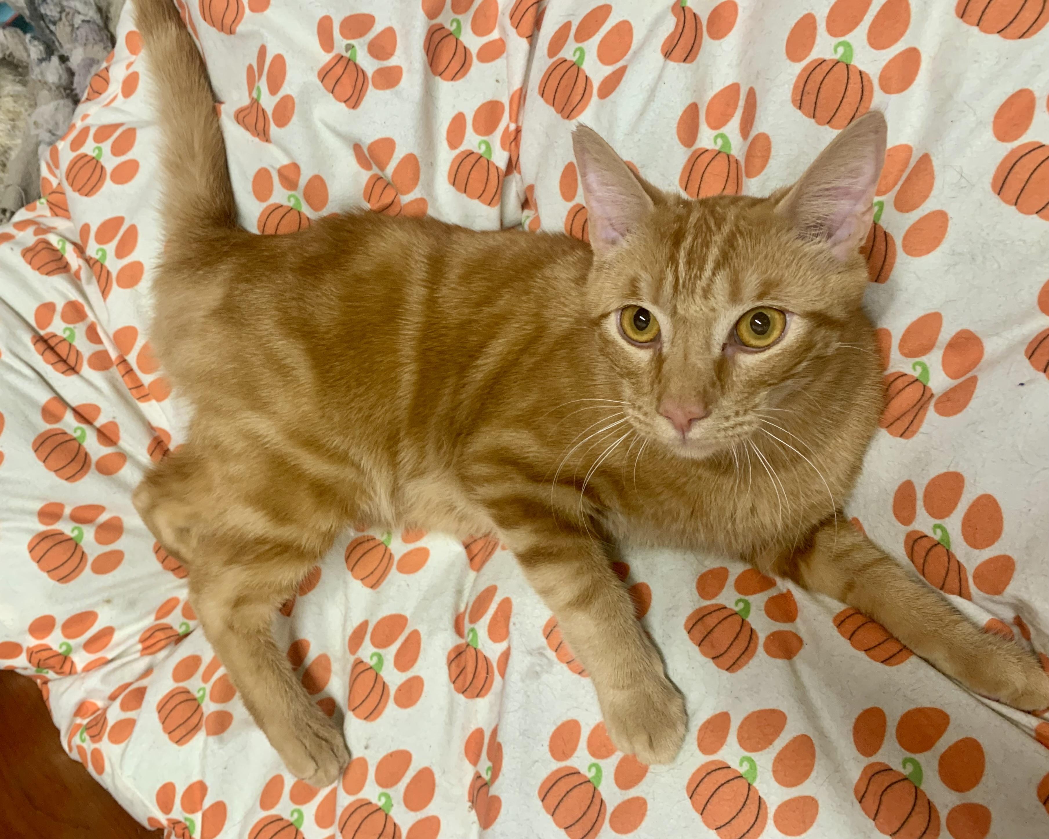 Enlarge Joey, an adopted mixed breed in San Jose, CA image 2/2