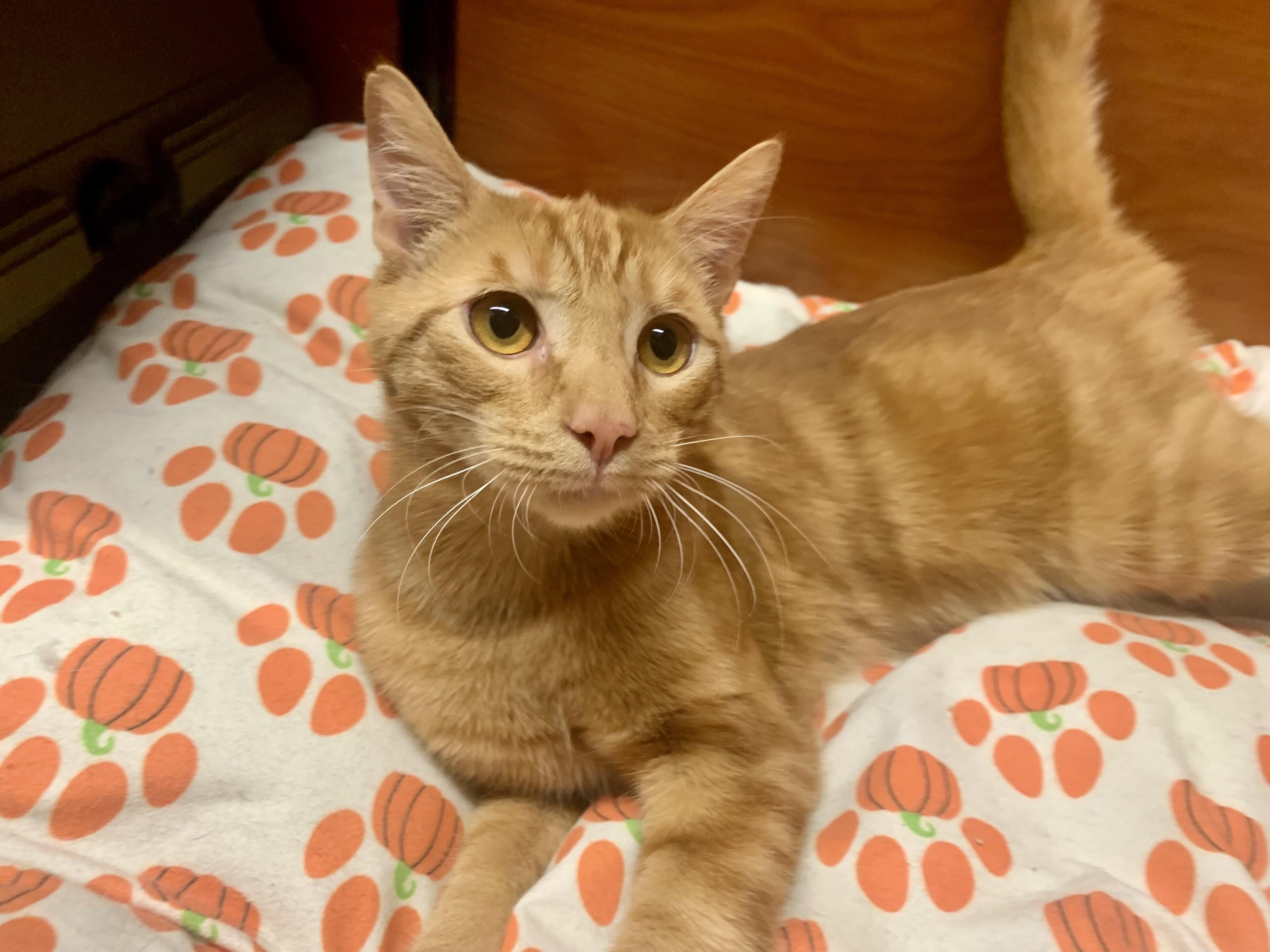 Enlarge Joey, an adopted mixed breed in San Jose, CA image 1/2