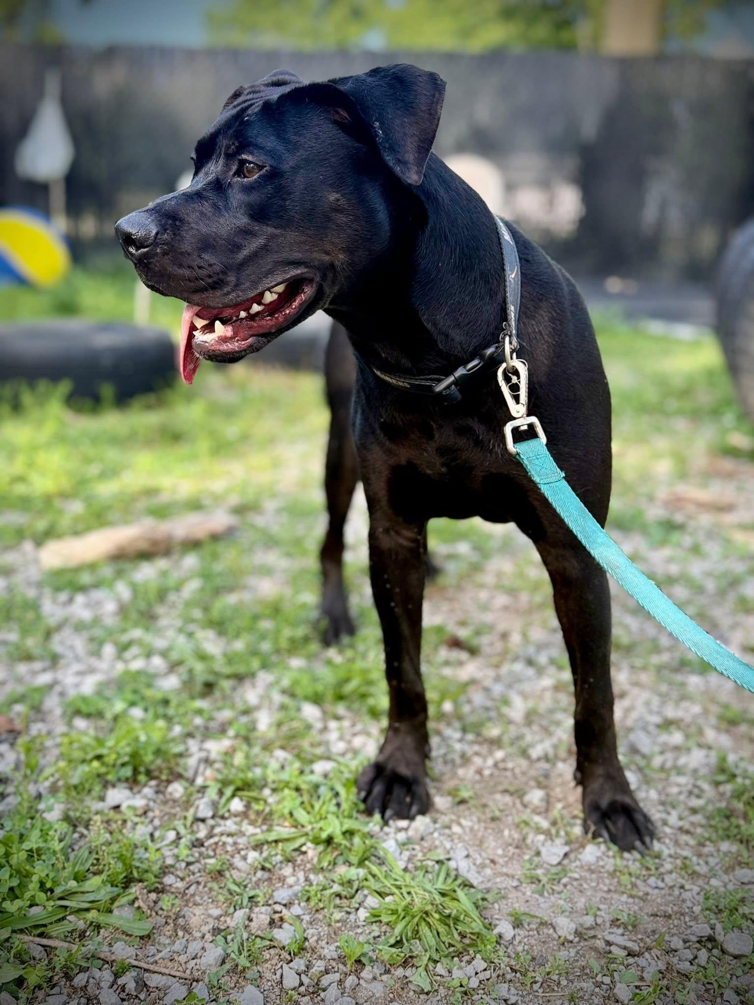 Enlarge MaGnUm- Overlooked again and again..., a Adoptable Pit Bull Terrier in Royalton, IL image 5/6