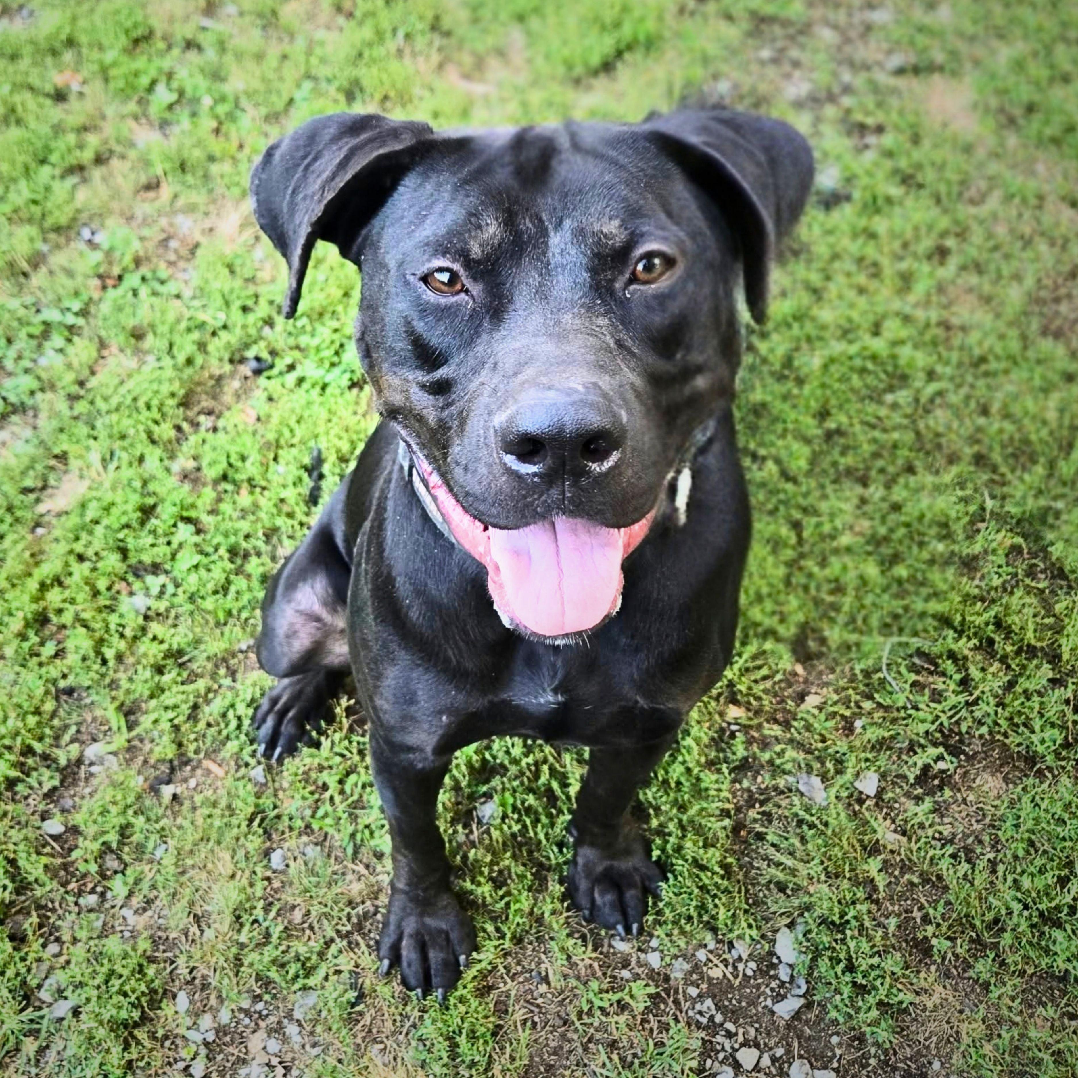 MaGnUm- Overlooked again and again..., Adoptable, Young Male Pit Bull Terrier.