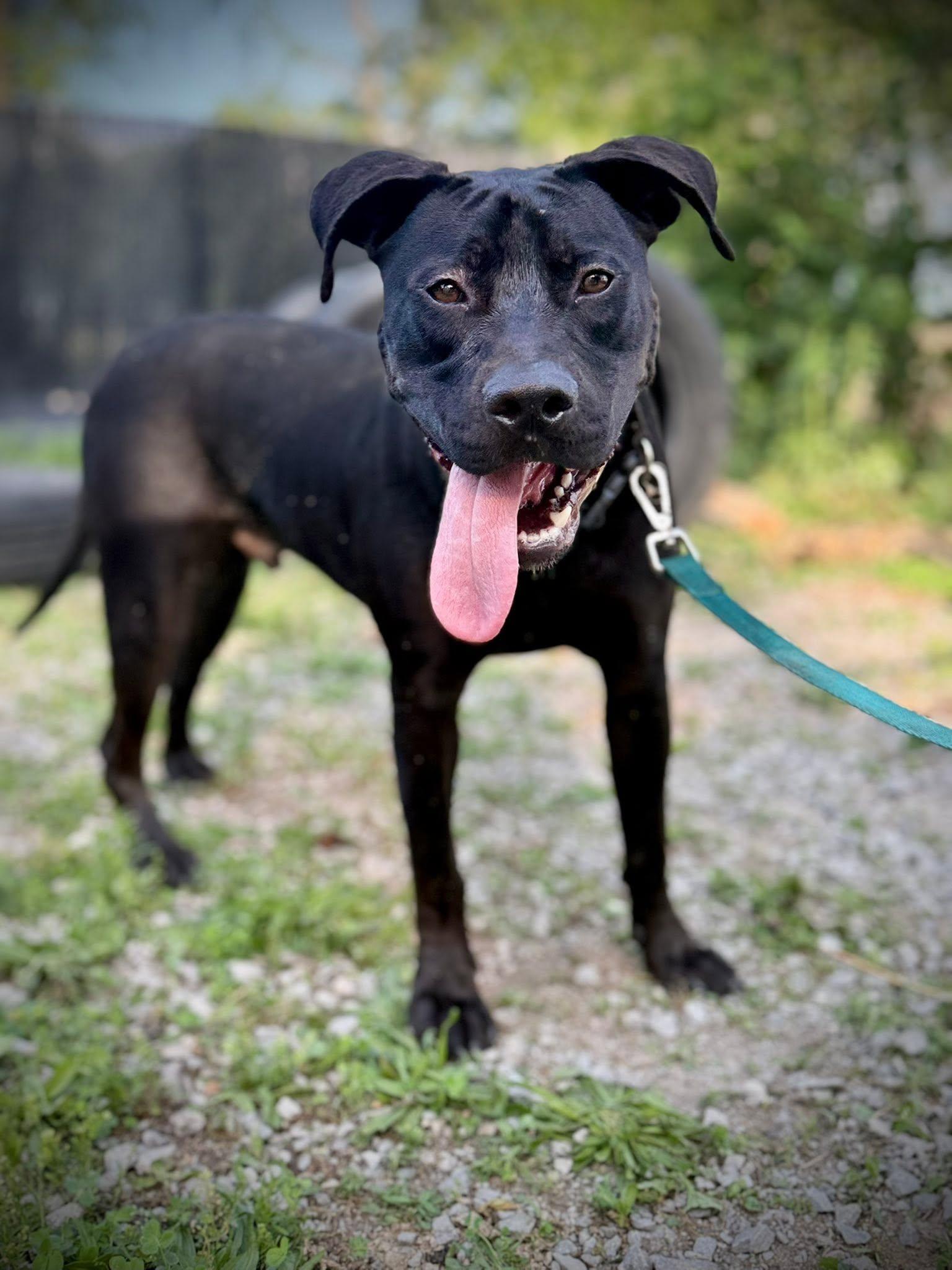 Enlarge MaGnUm- Overlooked again and again..., a Adoptable Pit Bull Terrier in Royalton, IL image 2/6