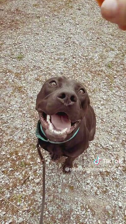 Enlarge MaGnUm- Overlooked again and again..., a Adoptable Pit Bull Terrier in Royalton, IL video 4/6