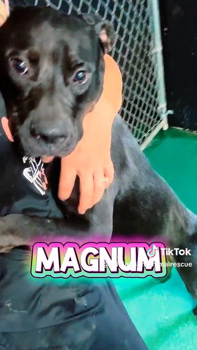 Enlarge MaGnUm- Overlooked again and again..., a Adoptable Pit Bull Terrier in Royalton, IL video 3/6
