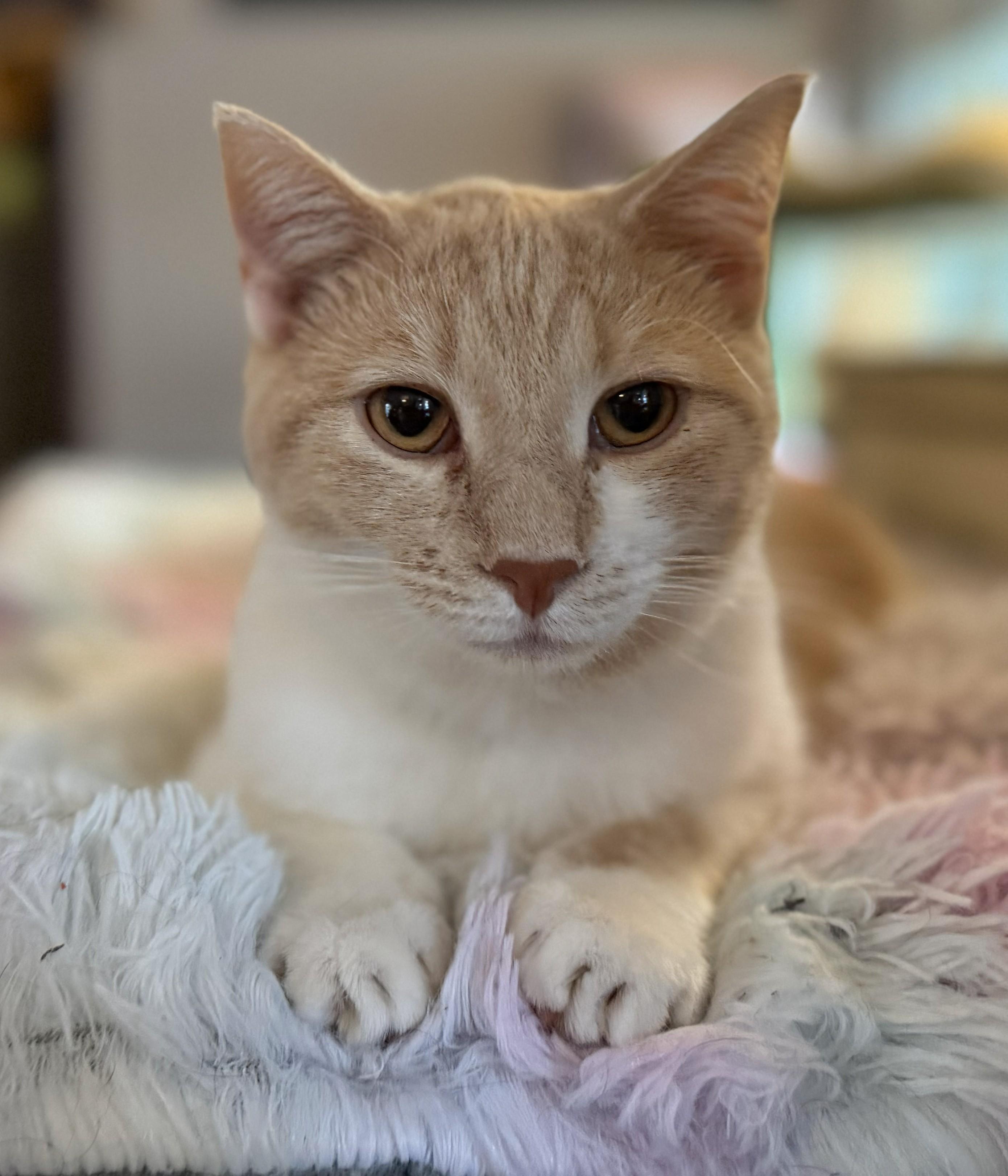 Enlarge Bagel, a Adoptable Domestic Short Hair in Mount Sterling, KY image 3/6