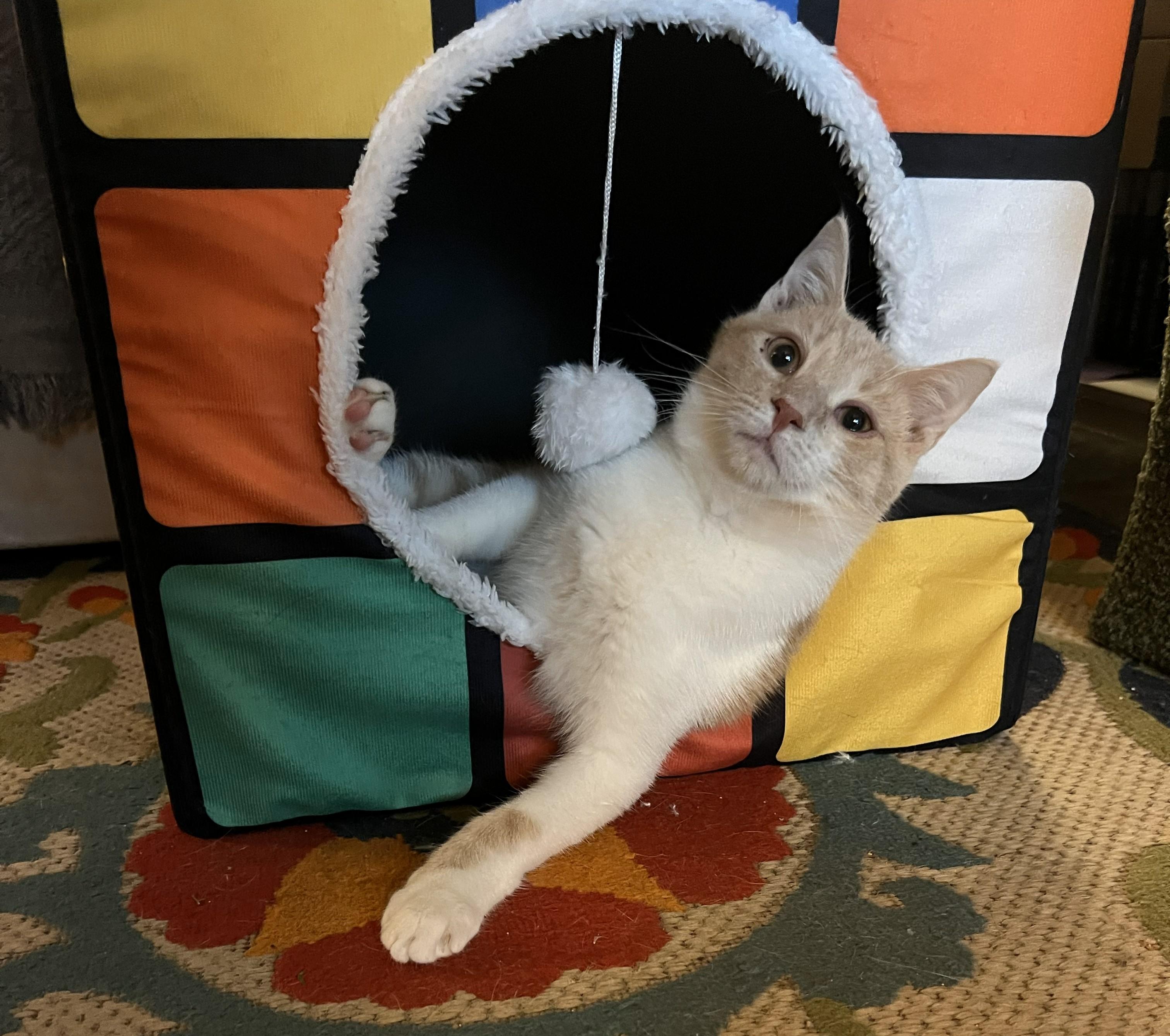 Enlarge Bagel, a Adoptable Domestic Short Hair in Mount Sterling, KY image 4/6