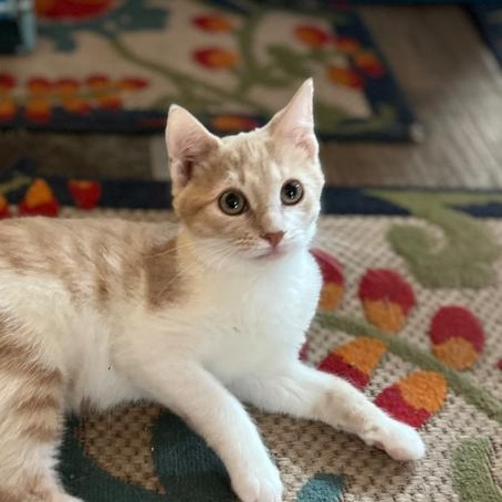 Enlarge Bagel, a Adoptable Domestic Short Hair in Mount Sterling, KY image 5/6