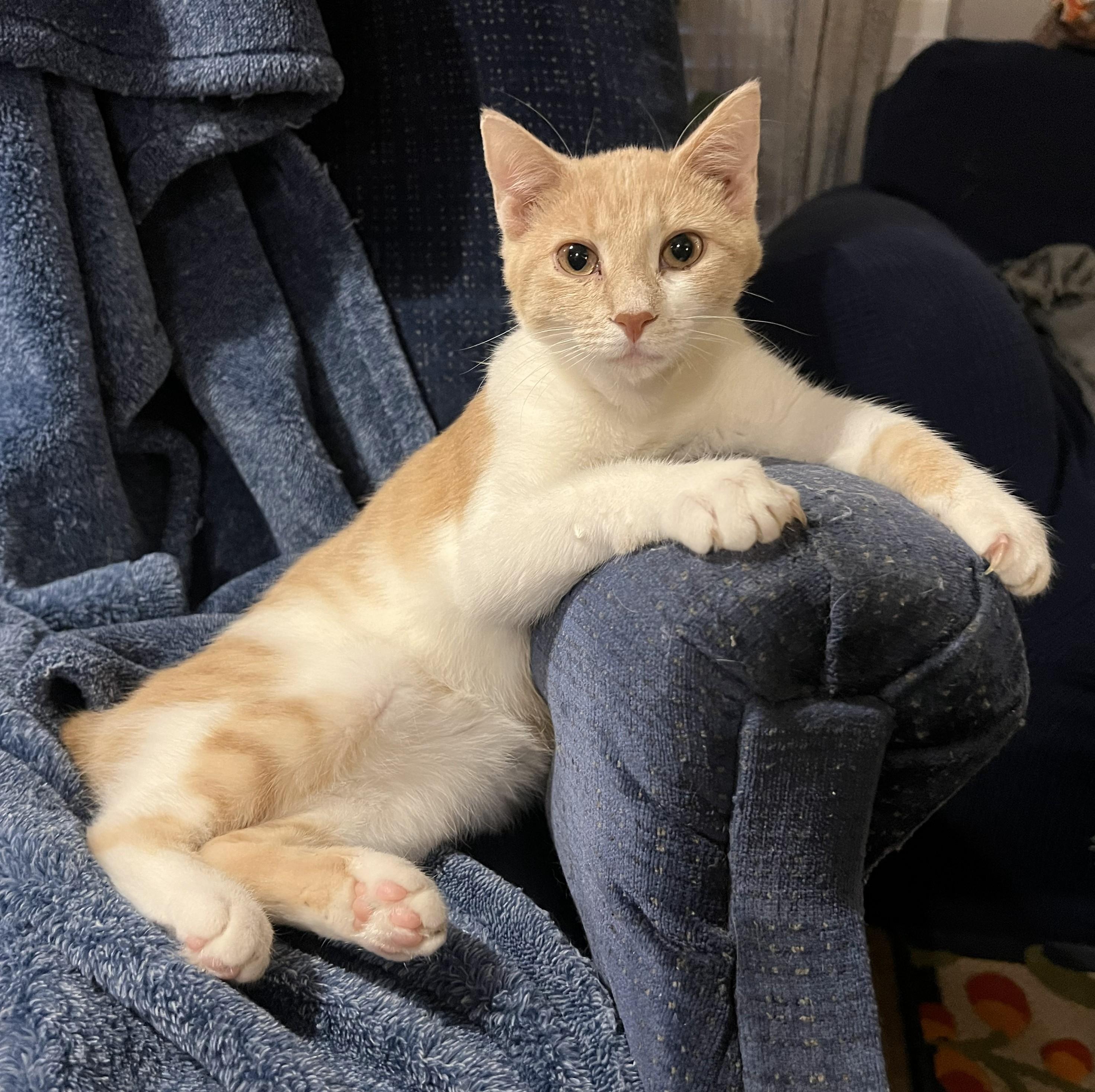 Enlarge Bagel, a Adoptable Domestic Short Hair in Mount Sterling, KY image 1/6