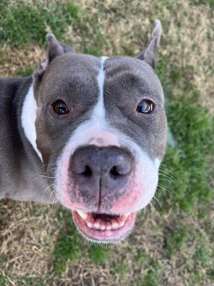 Gemma* A209235 3