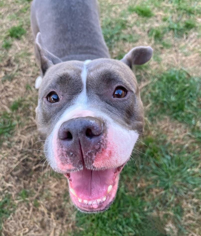Gemma* A209235 2