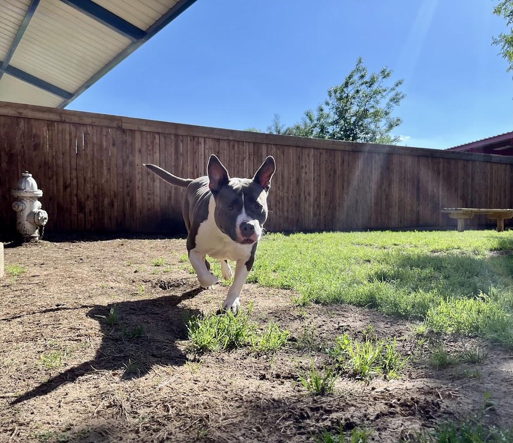 Gemma* A209235 6