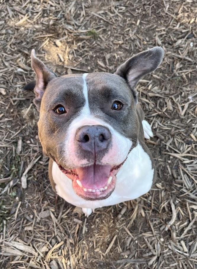 Gemma* A209235 1