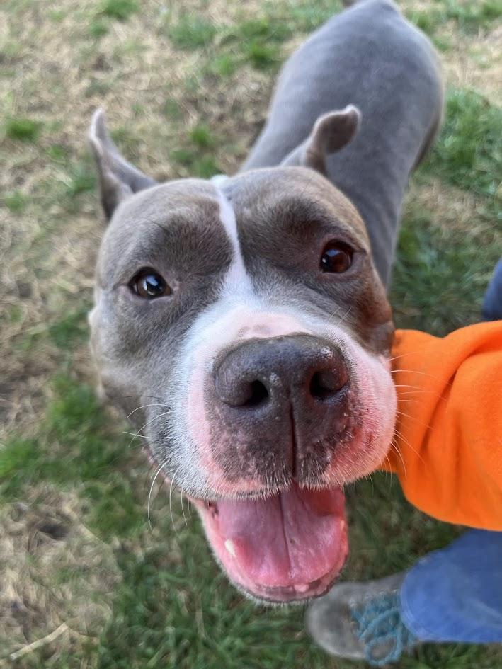 Gemma* A209235 4