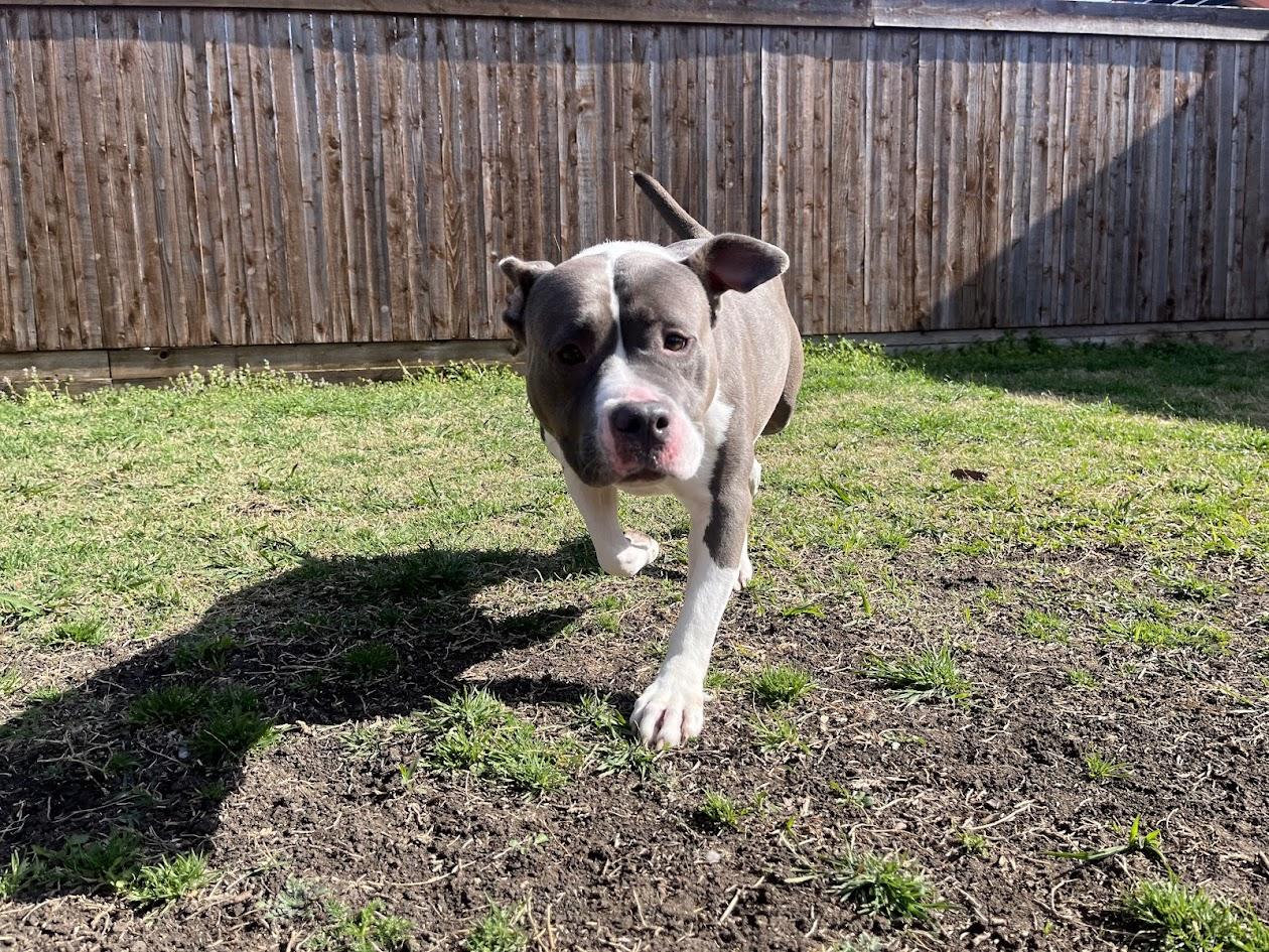 Gemma* A209235 5