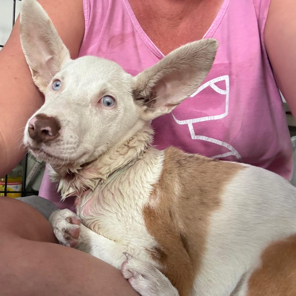 Guilly, Adoptable, Young Female Cattle Dog & Mixed Breed.
