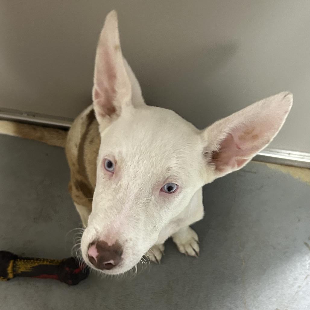 Enlarge Guilly, a Adoptable mixed breed in Hattiesburg, MS image 2/6