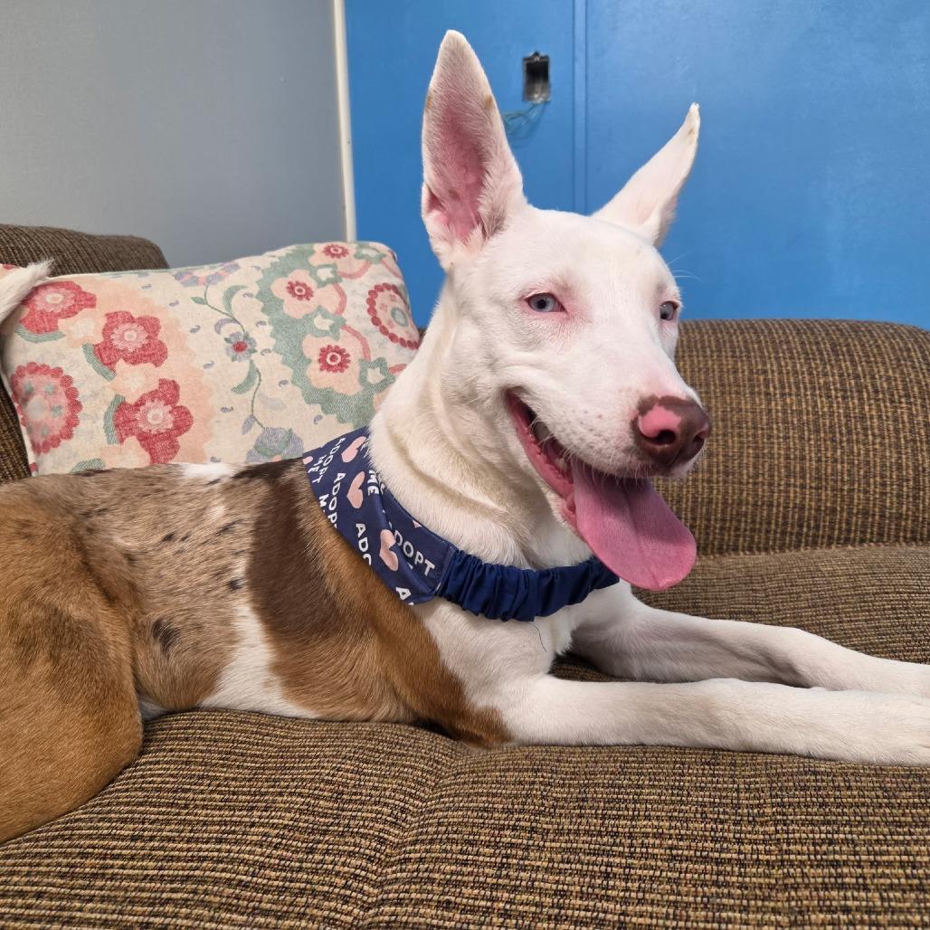 Enlarge Guilly, a Adoptable mixed breed in Hattiesburg, MS image 3/6