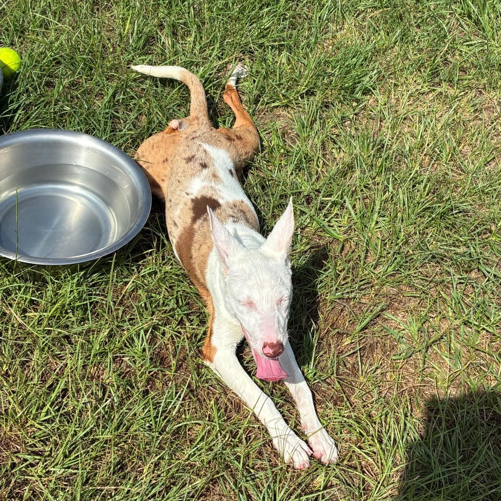 Enlarge Guilly, a Adoptable mixed breed in Hattiesburg, MS image 4/6