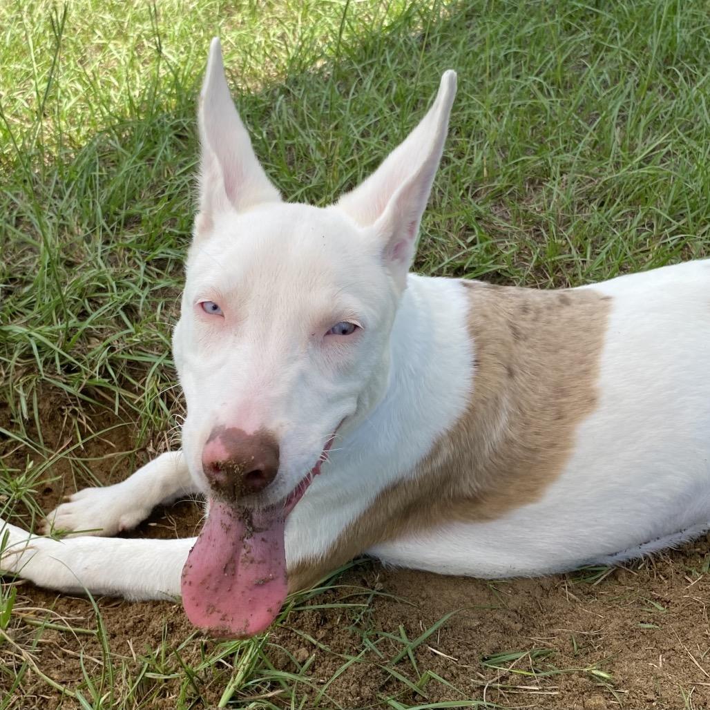 Enlarge Guilly, a Adoptable mixed breed in Hattiesburg, MS image 5/6
