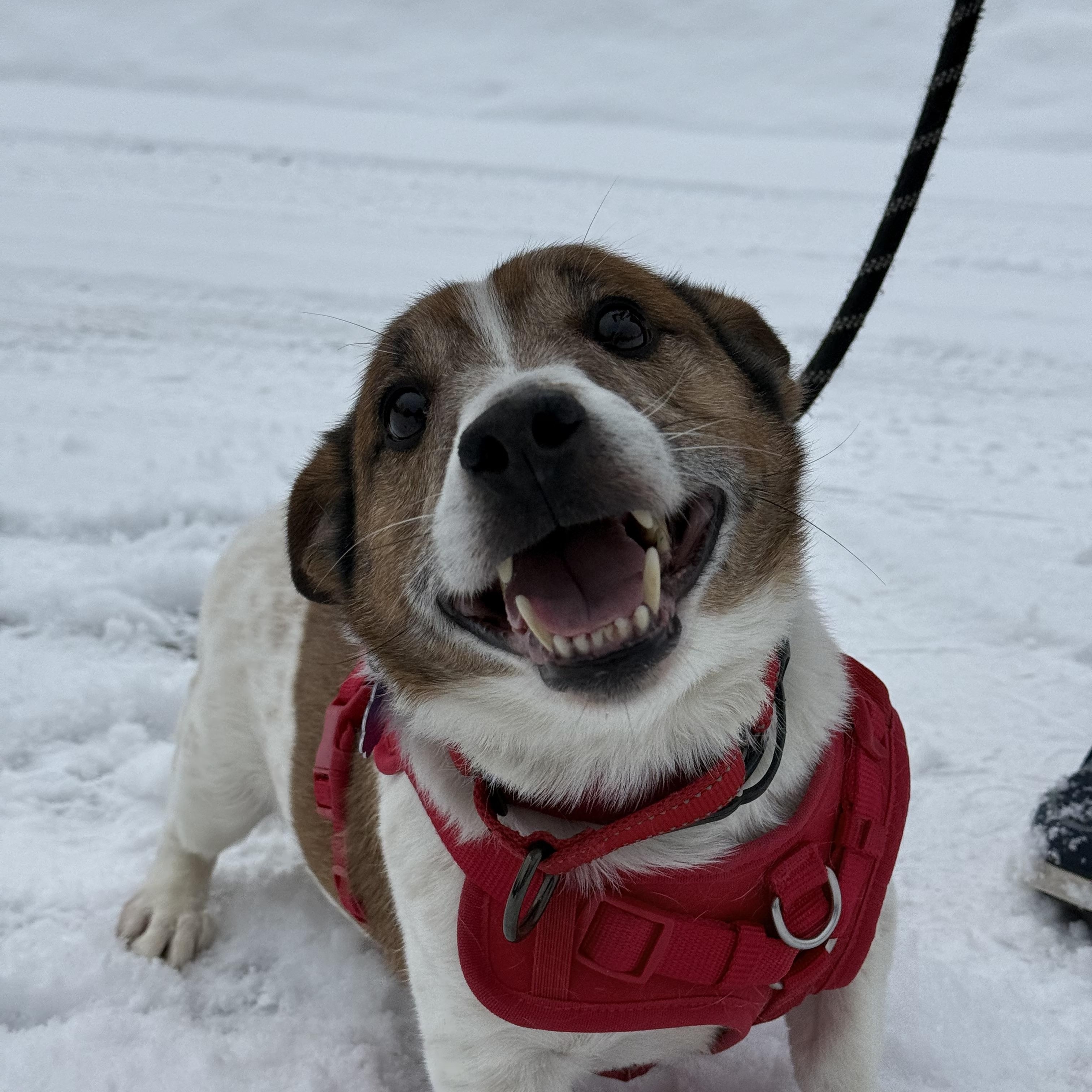 Trapper, Adoptable, Senior Male Jack Russell Terrier.