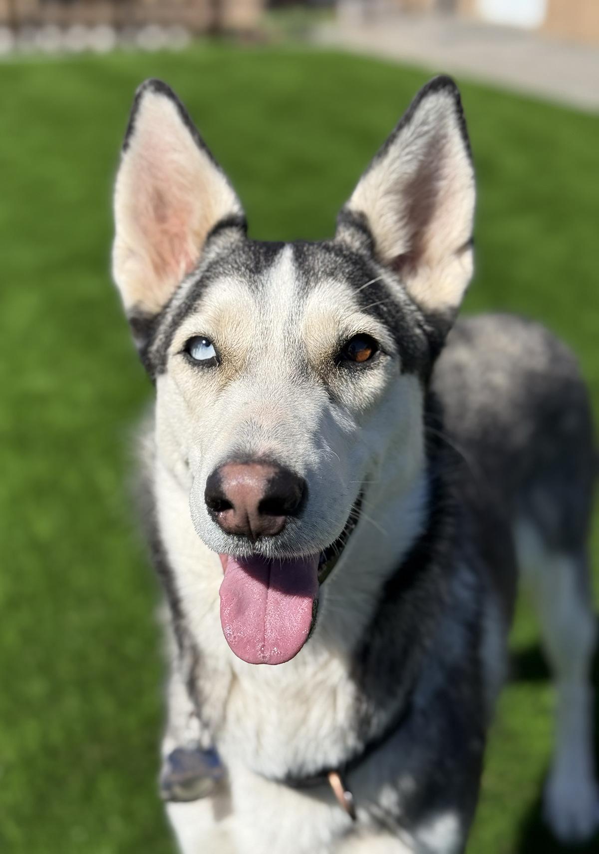 Tia