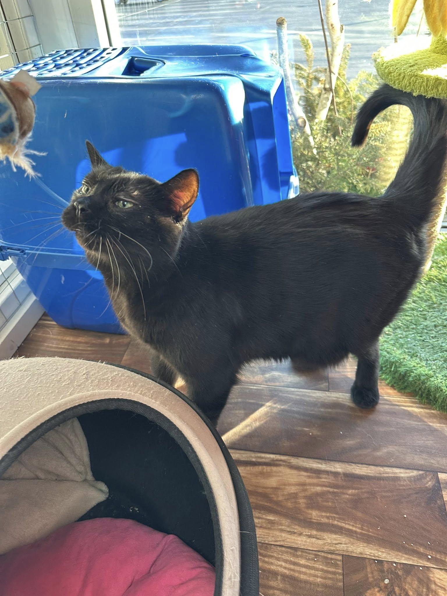 Enlarge Scooby *At Hooves and Paws*, an adoptable Domestic Short Hair in Watertown, WI image 4/4