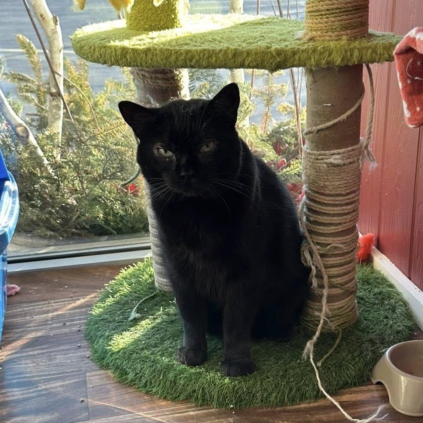 Enlarge Scooby *At Hooves and Paws*, an adoptable Domestic Short Hair in Watertown, WI image 2/4