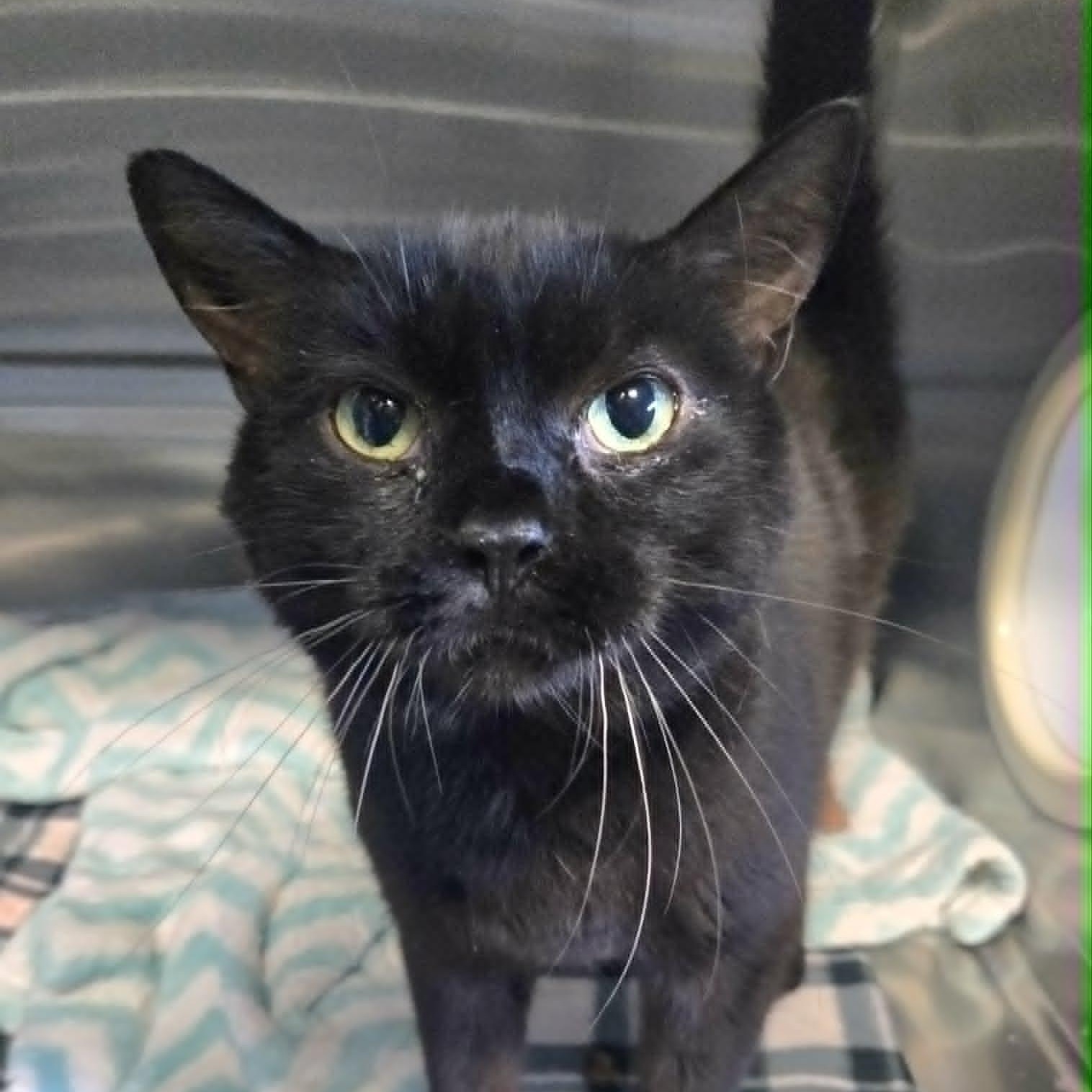 Scooby, a ADOPTABLE Domestic Short Hair in Watertown, WI image 1/3