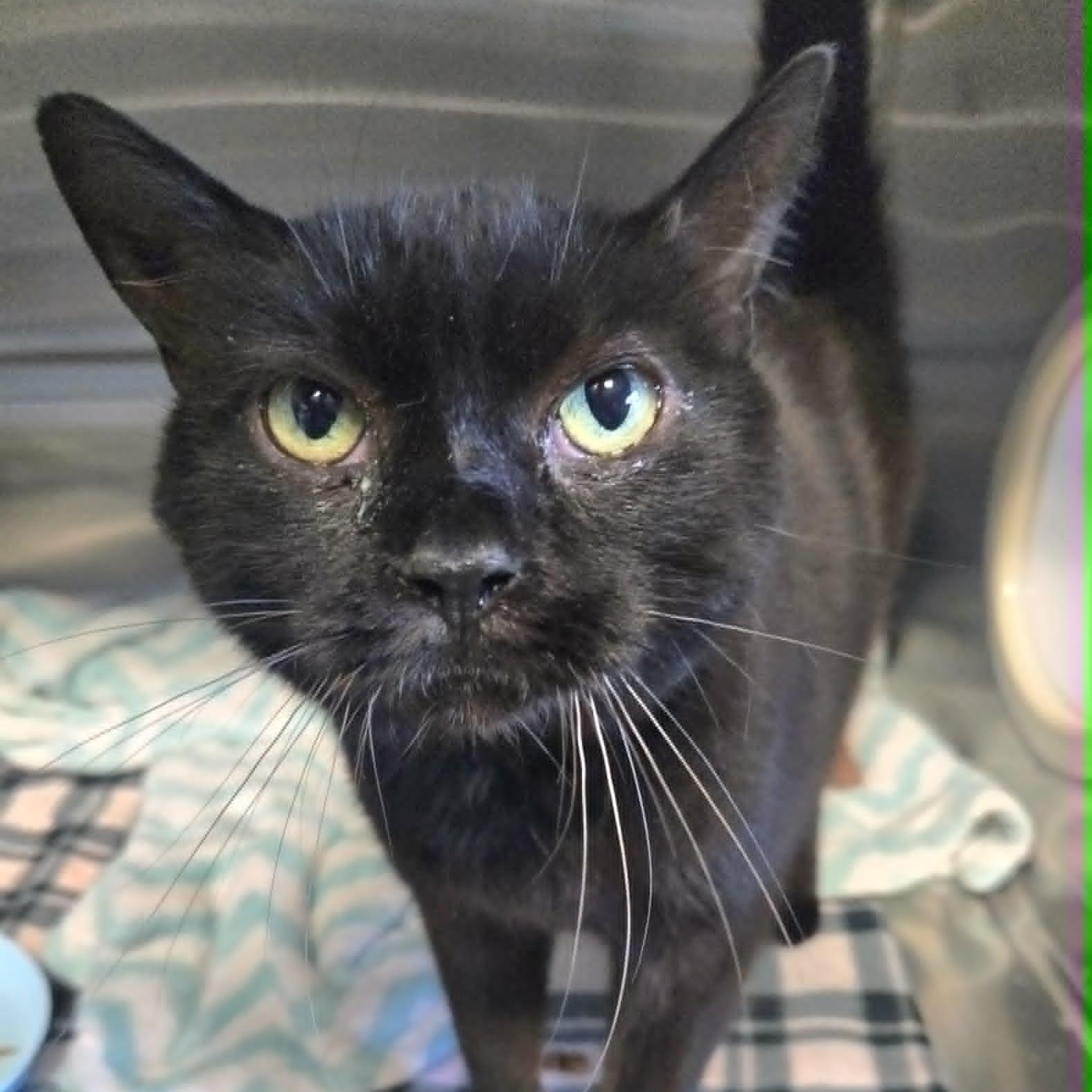 Scooby, a ADOPTABLE Domestic Short Hair in Watertown, WI image 3/3