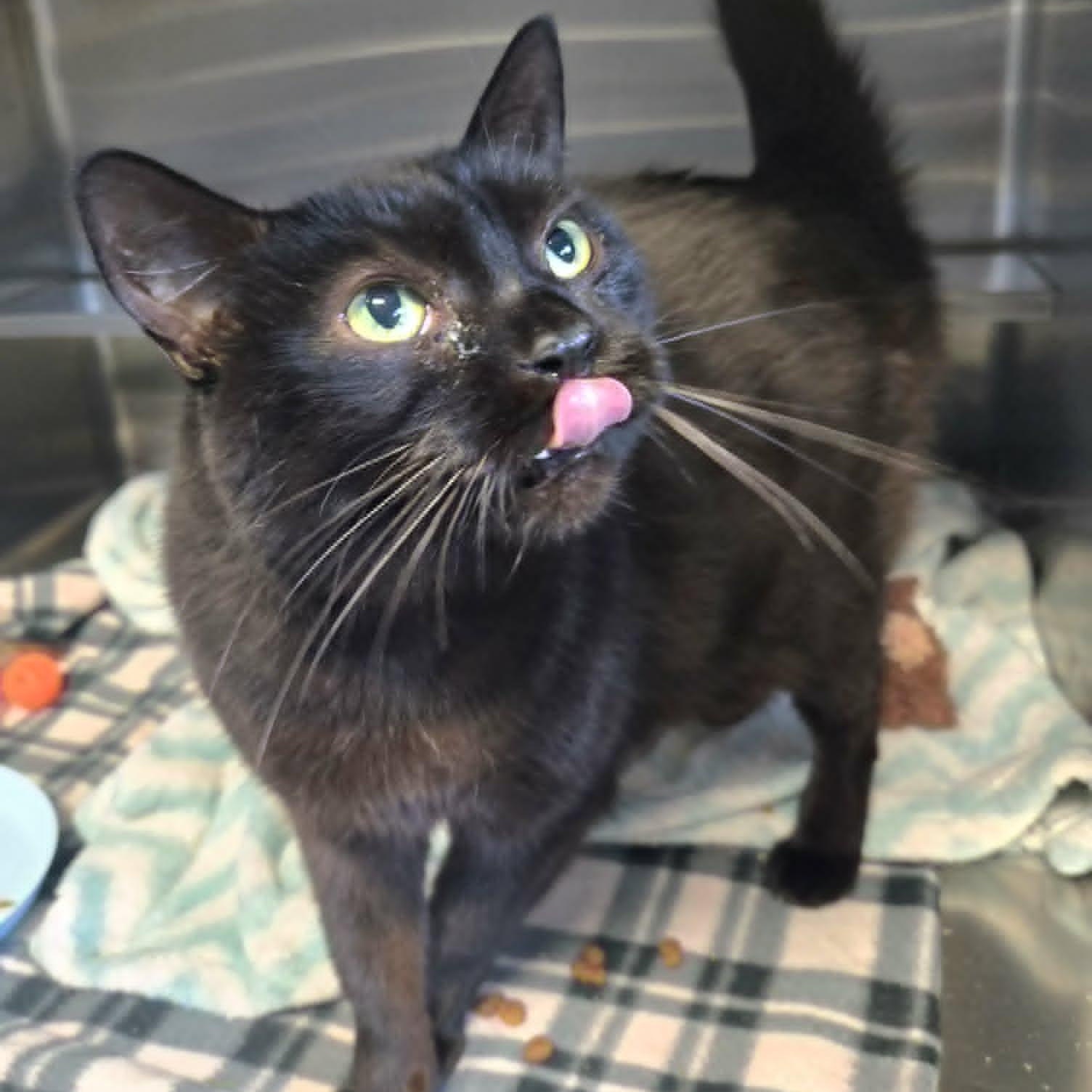 Scooby, a ADOPTABLE Domestic Short Hair in Watertown, WI image 2/3