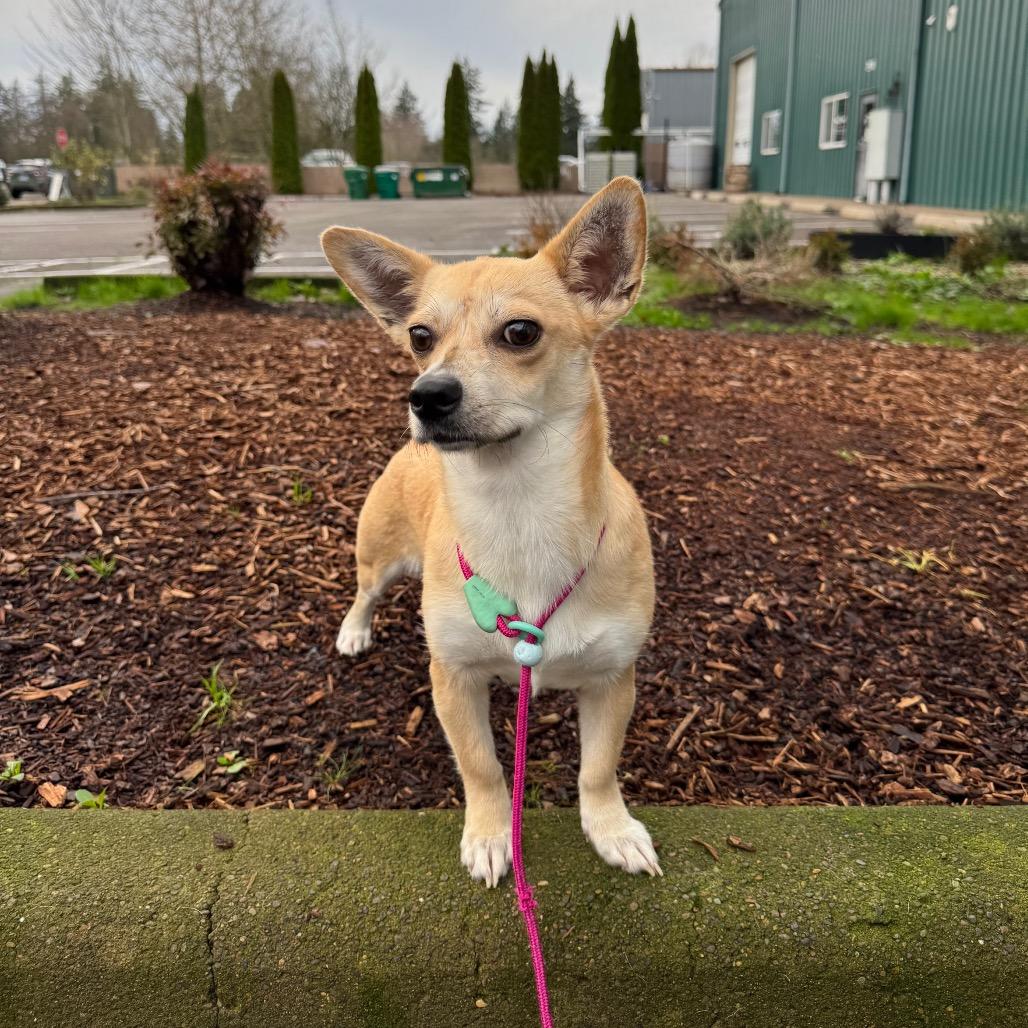 Enlarge Hope, a Adoptable Chihuahua in Newberg, OR image 1/6
