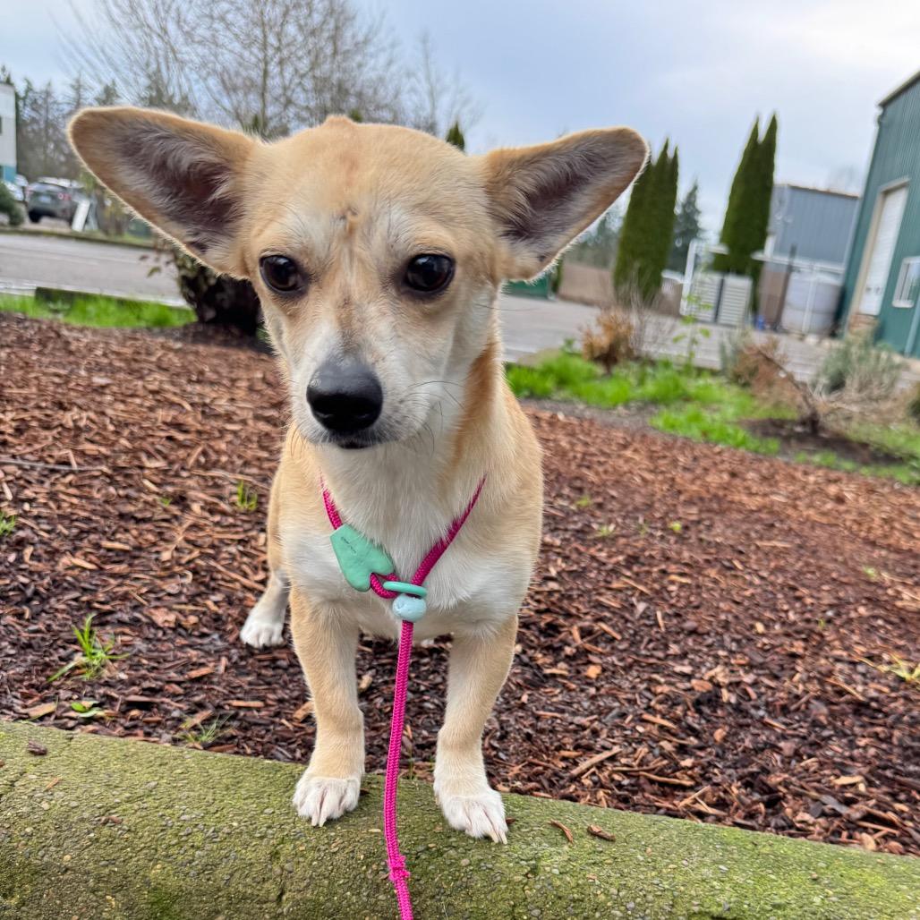 Enlarge Hope, a Adoptable Chihuahua in Newberg, OR image 2/6