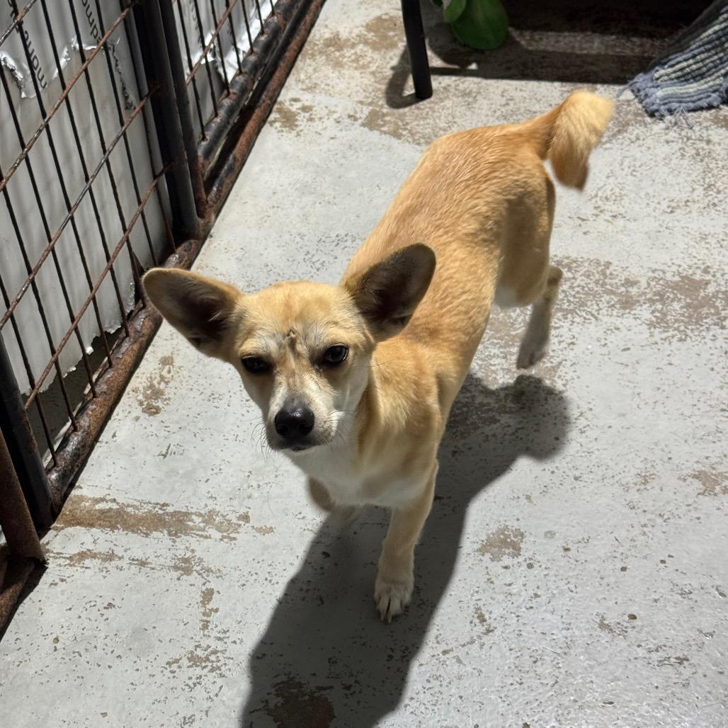 Enlarge Hope, a Adoptable Chihuahua in Newberg, OR image 3/6