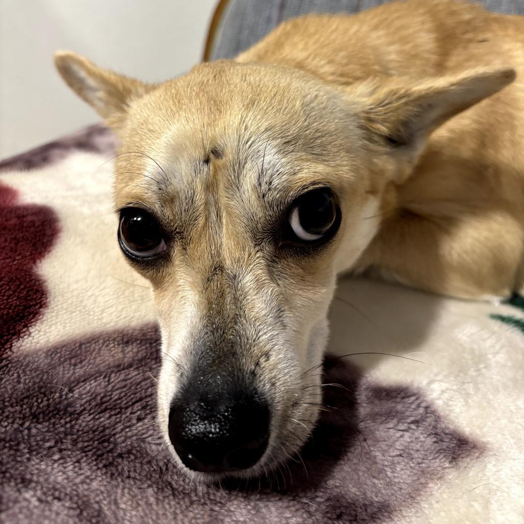 Enlarge Hope, a Adoptable Chihuahua in Newberg, OR image 4/6