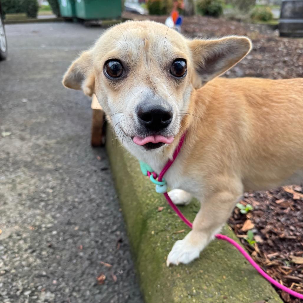 Enlarge Hope, a Adoptable Chihuahua in Newberg, OR image 5/6