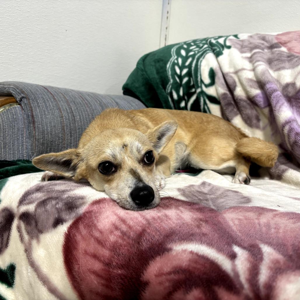 Enlarge Hope, a Adoptable Chihuahua in Newberg, OR image 6/6