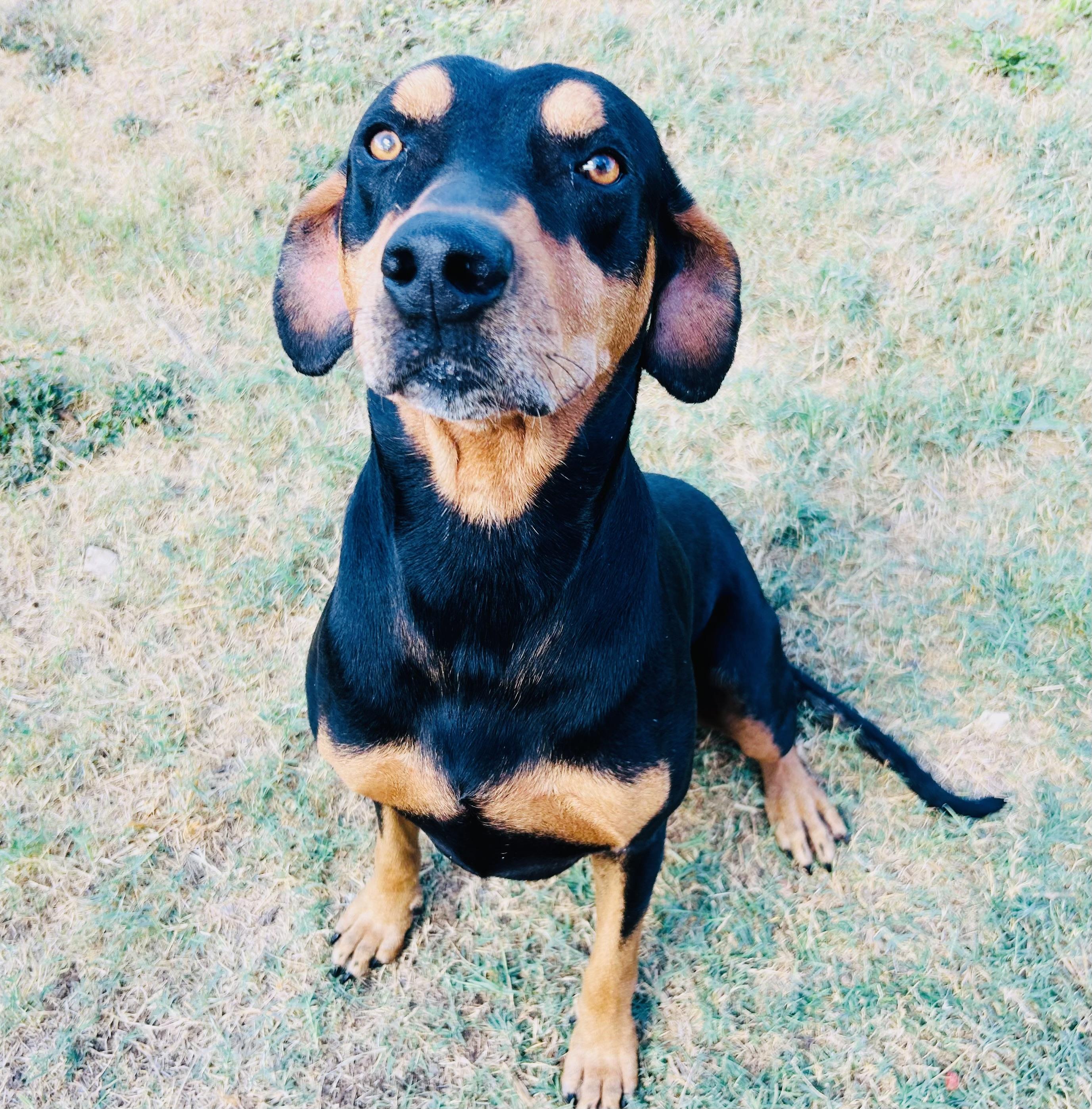 Enlarge Clyde, a Adoptable mixed breed in Gonzales, TX image 2/3