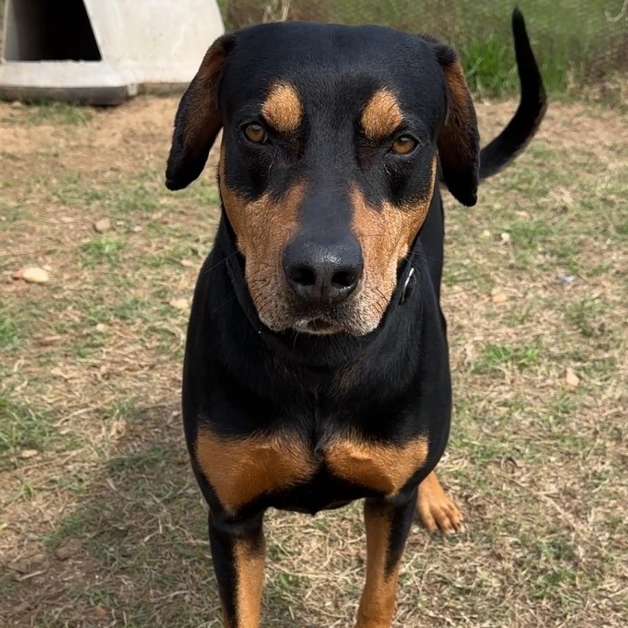 Clyde, Adoptable, Adult Male Hound.