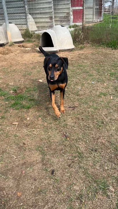 Enlarge Clyde, a Adoptable mixed breed in Gonzales, TX video 3/3