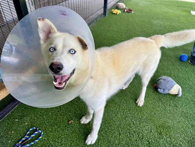WHITE FANG, Adoptable, Adult Male Alaskan Malamute & Mixed Breed.
