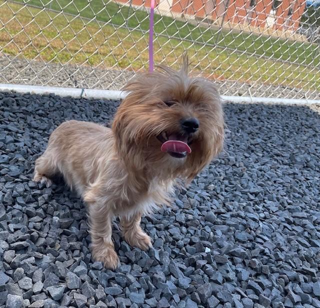 Enlarge Elsa, a Adopted mixed breed in Windsor Locks, CT image 1/1