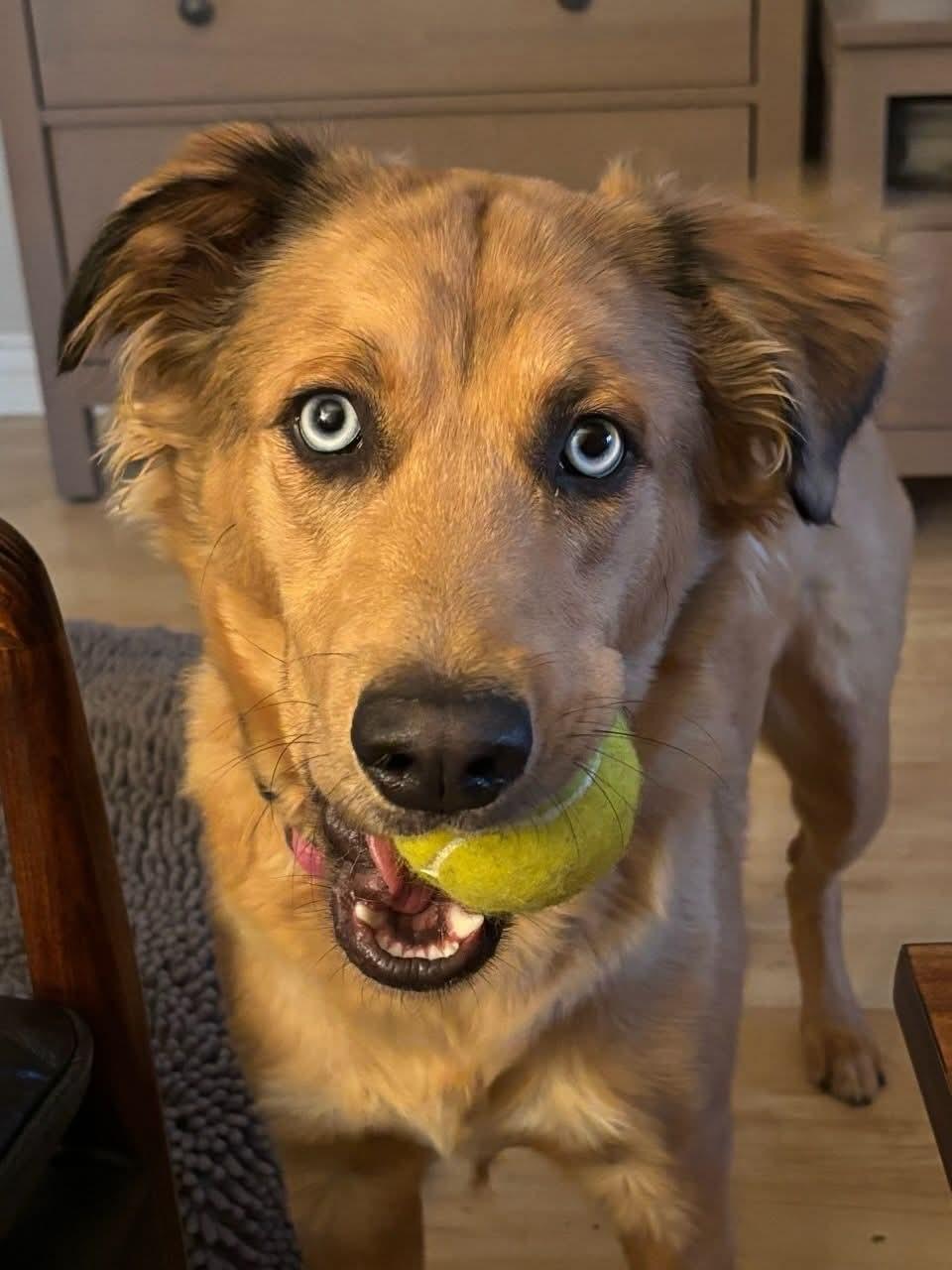 Sky, ADOPTABLE, Young Female Husky.