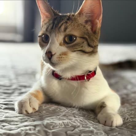 Juju Bean, ADOPTABLE, Kitten Female American Shorthair.