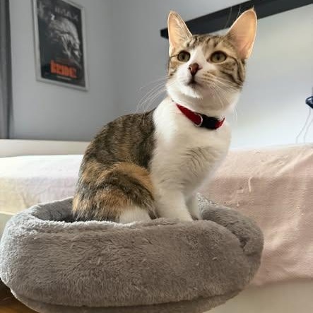 Enlarge Juju Bean, a ADOPTABLE American Shorthair in Roselle Park, NJ image 2/2
